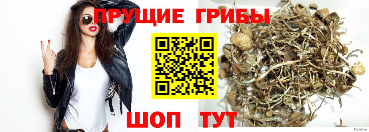 Галлюциногенные грибы Psilocybine cubensis Кольчугино